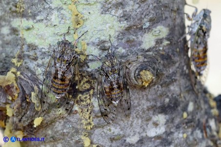 Cicale (Cicada orni)