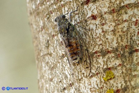 Cicala (Cicada orni)