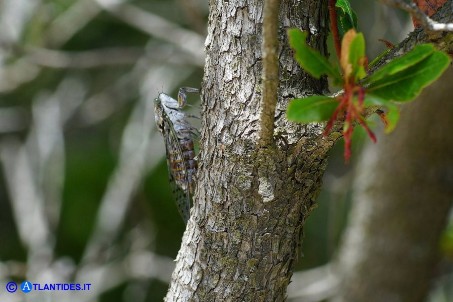 Cicala (Cicada orni)