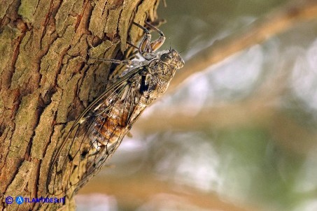 Cicala (Cicada orni)