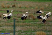 Cicogna bianca (o Cicogna europea)