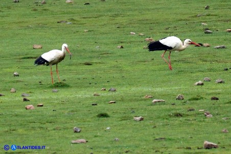 Cicogna bianca (o Cicogna europea)