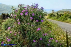 Cistus creticus subsp. eriocephalus (Cisto rosso)