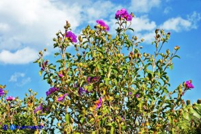 Cistus creticus subsp. eriocephalus (Cisto rosso)