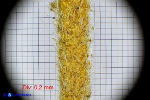 Cistus creticus subsp. eriocephalus (Cisto rosso): un pedicello