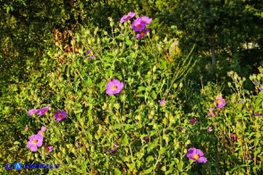 Cistus creticus subsp. eriocephalus (Cisto rosso)