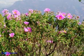 Cistus creticus subsp. eriocephalus (Cisto rosso)