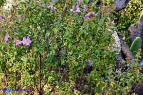 Cistus creticus subsp. eriocephalus (Cisto rosso)