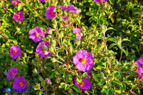 Cistus creticus subsp. eriocephalus (Cisto rosso)