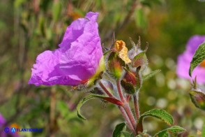 Cistus creticus subsp. eriocephalus (Cisto rosso)