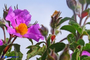 Cistus creticus subsp. eriocephalus (Cisto rosso)