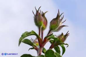 Cistus creticus subsp. eriocephalus (Cisto rosso)