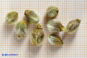 Cistus creticus subsp. eriocephalus (Cisto rosso): le capsule