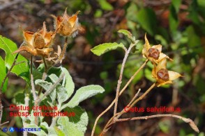 Cistus eriocephalus e salviifolius (Cisto rosso e Cisto femmina)