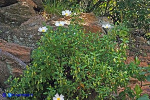 Cistus monspeliensis (Cisto marino)