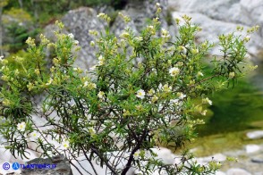 Cistus monspeliensis (Cisto marino)