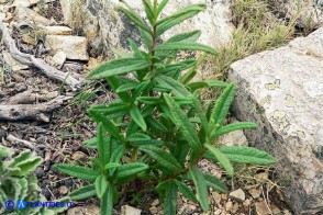 Cistus monspeliensis (Cisto marino)