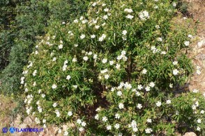 Cistus monspeliensis (Cisto marino)