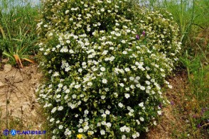 Cistus monspeliensis (Cisto marino)