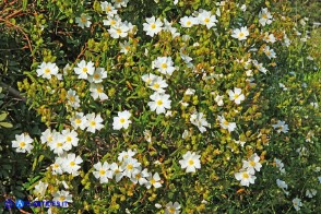 Cistus monspeliensis (Cisto marino)