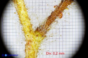 Cistus monspeliensis (Cisto marino): peduncolo e pedicelli