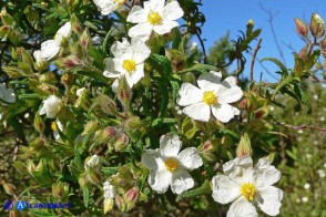 Cistus monspeliensis (Cisto marino)