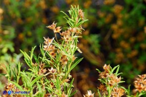 Cistus monspeliensis (Cisto marino): la fruttificazione