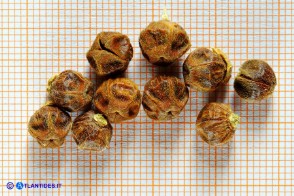 Cistus monspeliensis (Cisto marino): le capsule