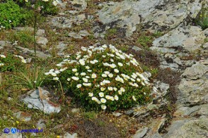 Cistus salviifolius (Cisto femmina)