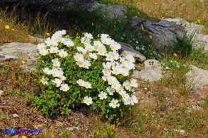 Cistus salviifolius (Cisto femmina)