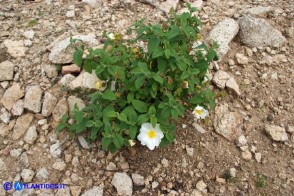 Cistus salviifolius (Cisto femmina)