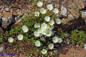 Cistus salviifolius (Cisto femmina)