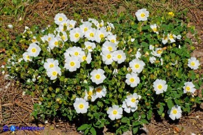 Cistus salviifolius (Cisto femmina)