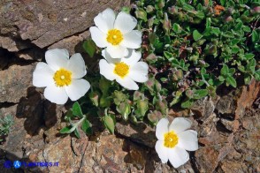 Cistus salviifolius (Cisto femmina)