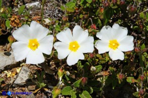 Cistus salviifolius (Cisto femmina)