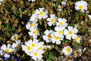 Cistus salviifolius (Cisto femmina)