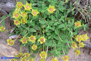 Cistus salviifolius (Cisto femmina)