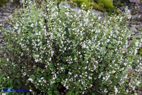 Clinopodium nepeta subsp. spruneri (Mentuccia ghiandolosa)