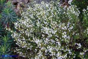Clinopodium nepeta subsp. spruneri (Mentuccia ghiandolosa)