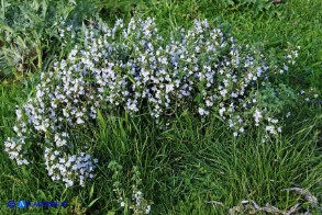 Clinopodium nepeta subsp. spruneri (Mentuccia ghiandolosa)
