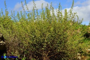 Clinopodium nepeta subsp. spruneri (Mentuccia ghiandolosa)