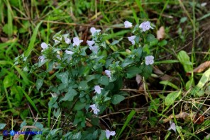 Clinopodium nepeta subsp. spruneri (Mentuccia ghiandolosa)