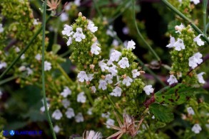 Clinopodium nepeta subsp. spruneri (Mentuccia ghiandolosa)