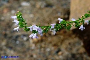 Clinopodium nepeta subsp. spruneri (Mentuccia ghiandolosa)