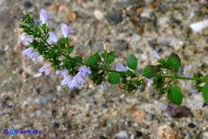 Clinopodium nepeta subsp. spruneri (Mentuccia ghiandolosa)