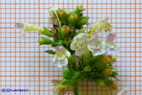 Clinopodium nepeta subsp. spruneri (Mentuccia ghiandolosa)