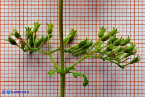 Clinopodium nepeta subsp. spruneri (Mentuccia ghiandolosa)