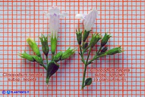 Clinopodium nepeta subsp. nepeta e Clinopodium nepeta subsp. spruneri (Mentuccia comune e ghiandolosa)