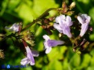 Vai al capitolo CLINOPODIUM NEPETA SUBSP. NEPETA Go to section CLINOPODIUM NEPETA SUBSP. NEPETA