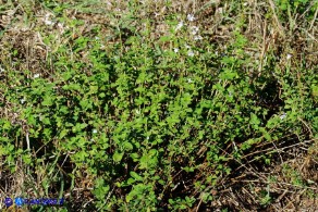 Clinopodium nepeta subsp. nepeta (Mentuccia comune)